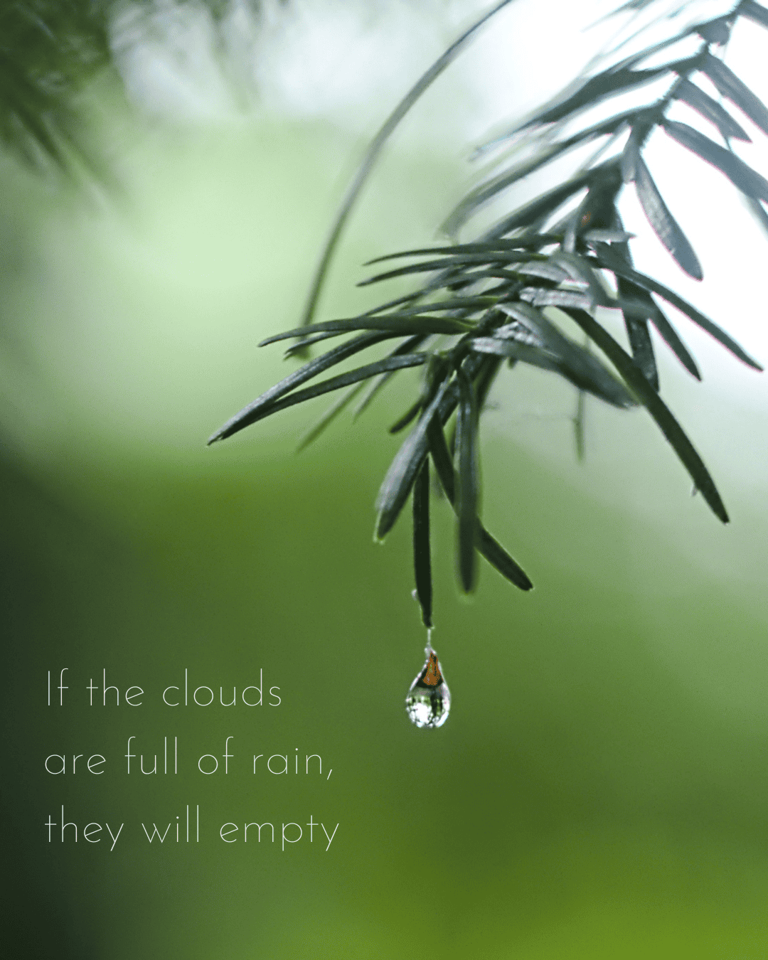 A rain drop on the end of a pine branch that looks like a tear and the words "if the clouds are full of rain, they will empty"